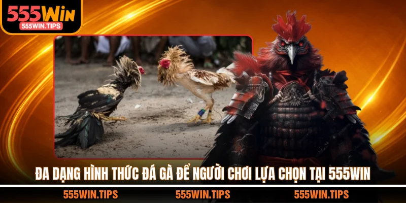 Đa dạng hình thức đá gà để người chơi lựa chọn tại 555WIN