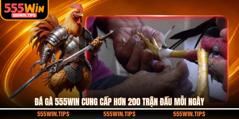 Đá gà 555WIN cung cấp hơn 200 trận đấu mỗi ngày