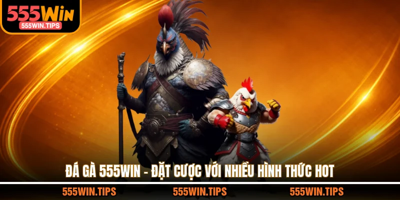 Đá gà 555WIN đặt cược với nhiều hình thức hot