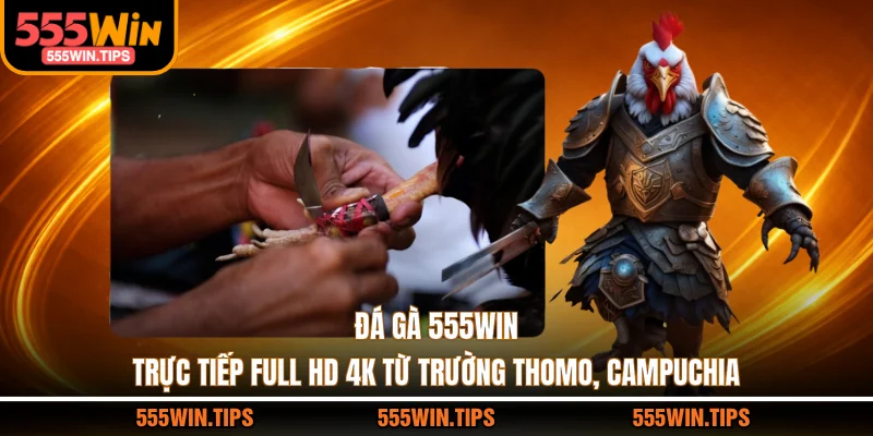 Đá Gà 555WIN Trực Tiếp Full HD 4K Từ Trường Thomo, Campuchia